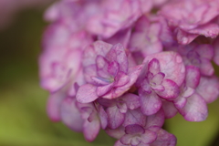 雨上がり紫陽花