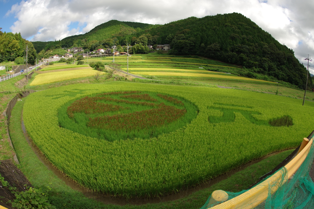 田んぼアート2019　in田布施