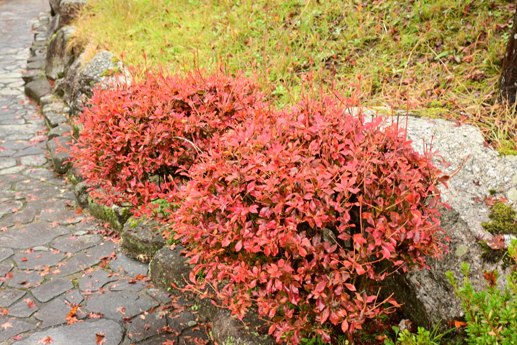 夫婦で紅葉狩り
