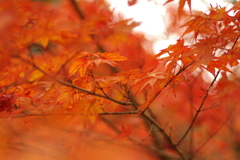 紅葉狩り２０２１