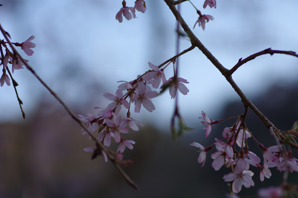 夕暮れ花見
