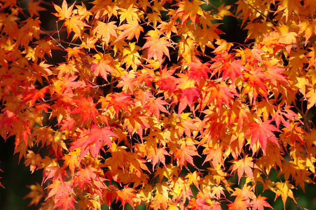 伊藤公記念公園の紅葉