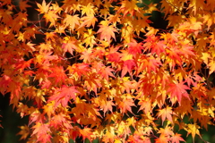 伊藤公記念公園の紅葉