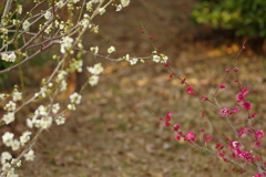 冠梅園