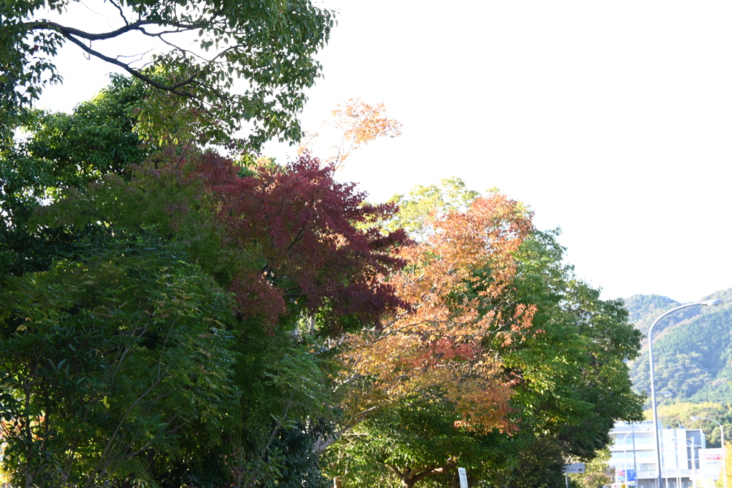 初めての一眼と紅葉W
