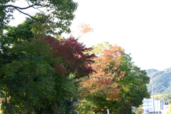 初めての一眼と紅葉W