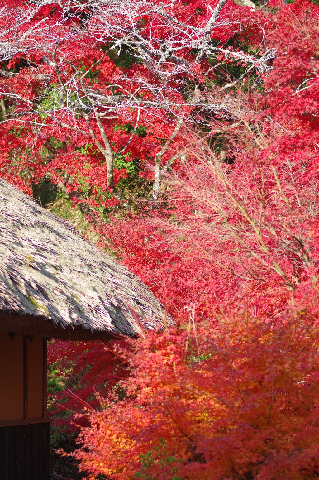 伊藤公記念公園の紅葉