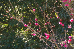 冠梅園
