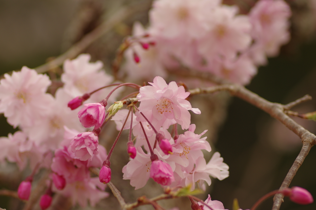 サクラサク別日