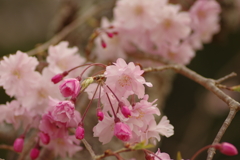 サクラサク別日