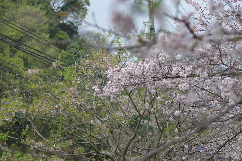 雨上がり一人でお花見