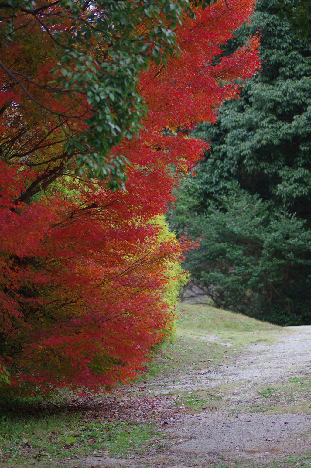 今年は家族で紅葉狩り