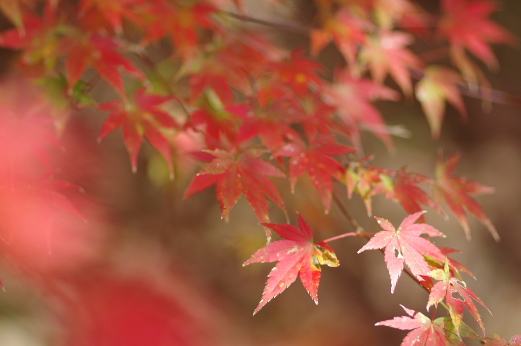 伊藤公記念公園の紅葉