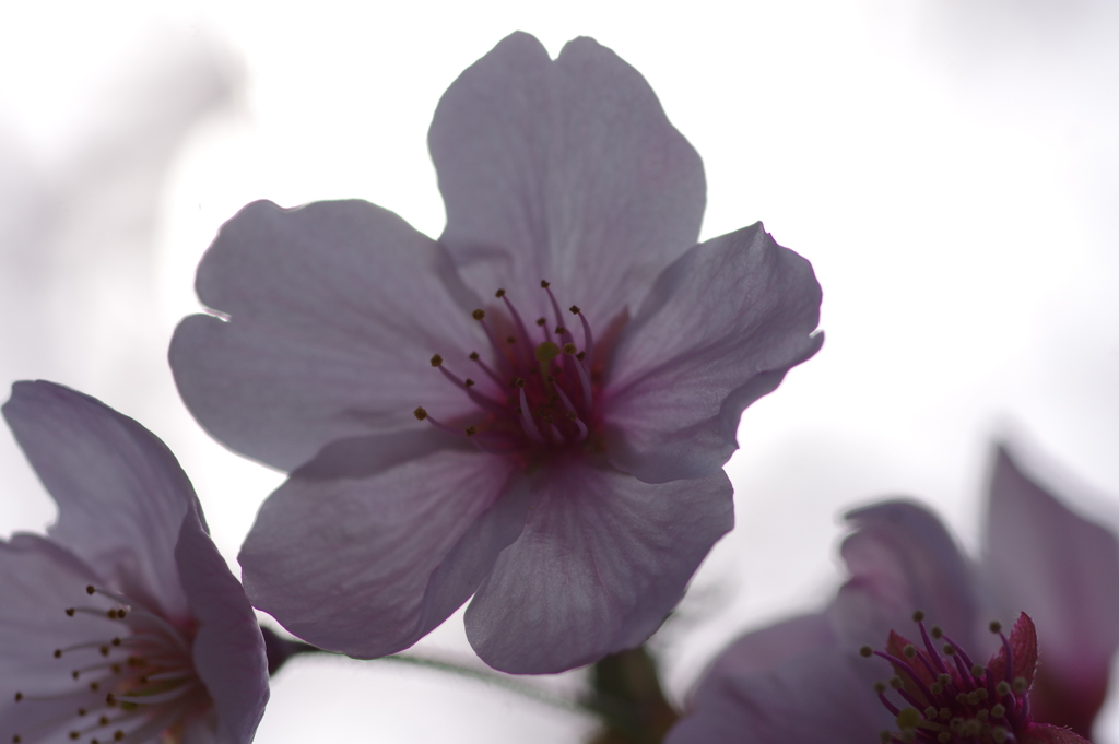 サクラサク別日