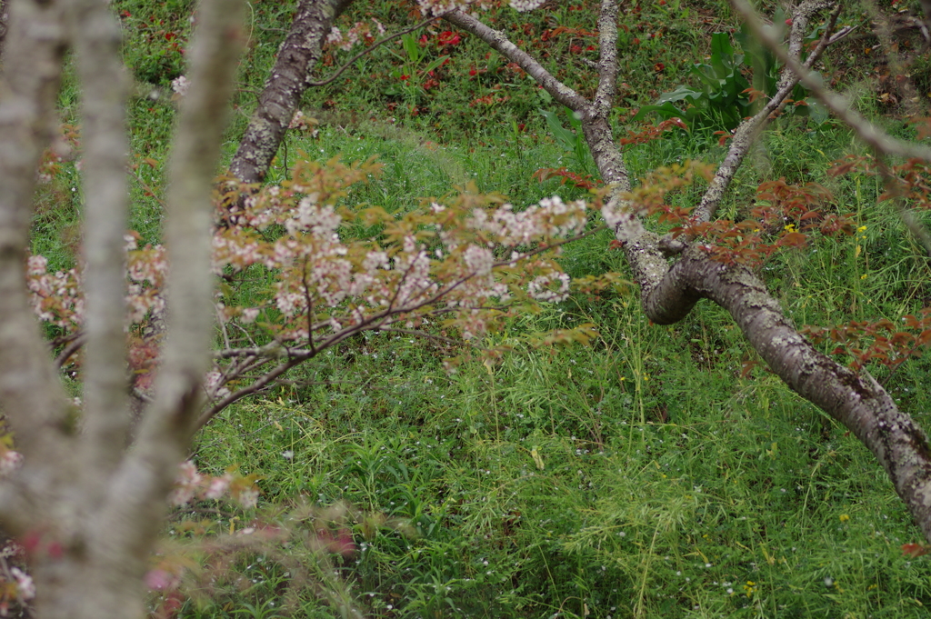 雨上がりお花見2021