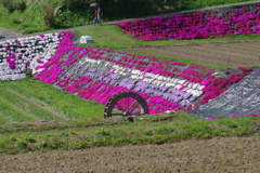 大道理の芝桜