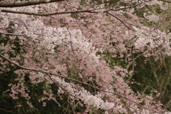 雨上がりお花見2021