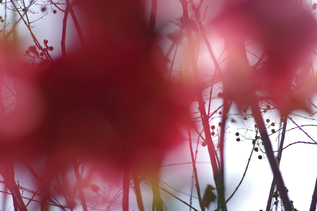 ひっそりと咲いていた木瓜の花