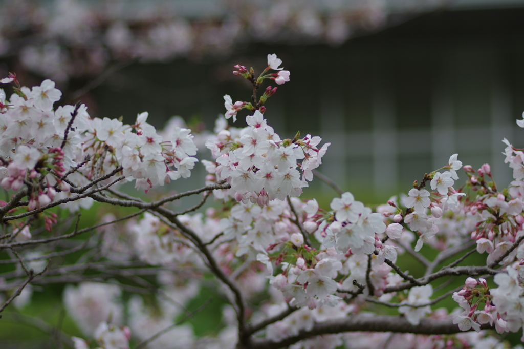 子供を抱えながらの花見