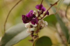 ハーデンベルギア