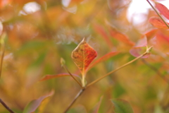 実家庭の紅葉