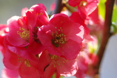ひっそりと咲いていた木瓜の花