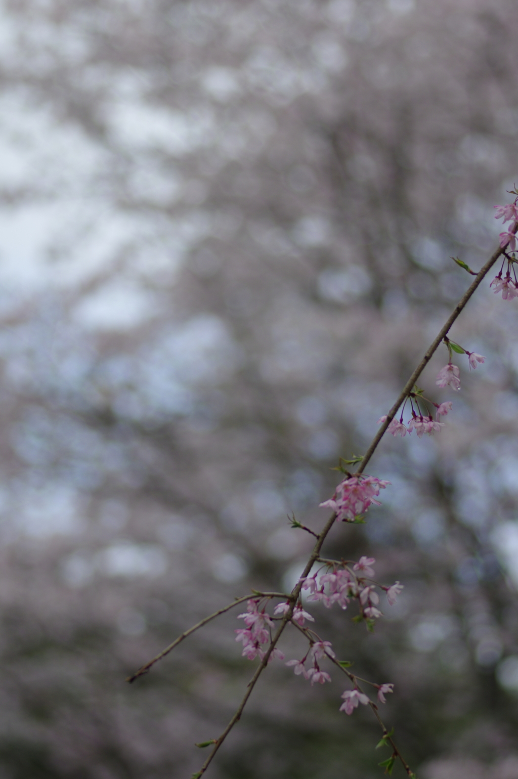 雨上がり一人でお花見