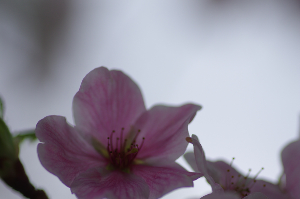 子供を抱えながらの花見