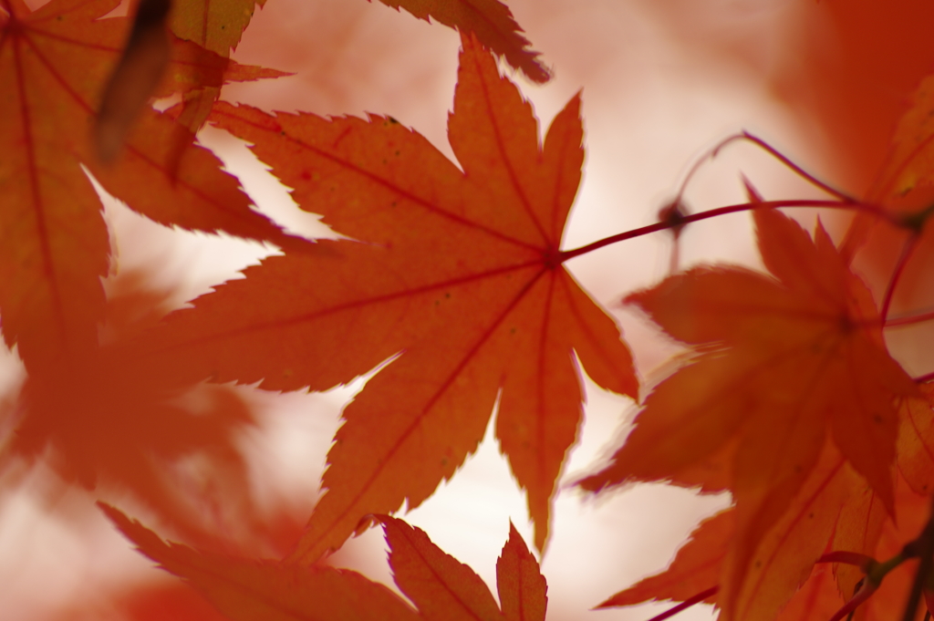 紅葉狩り２０２１