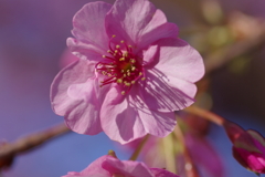 河津桜2020