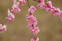 仕事帰りに梅園散策