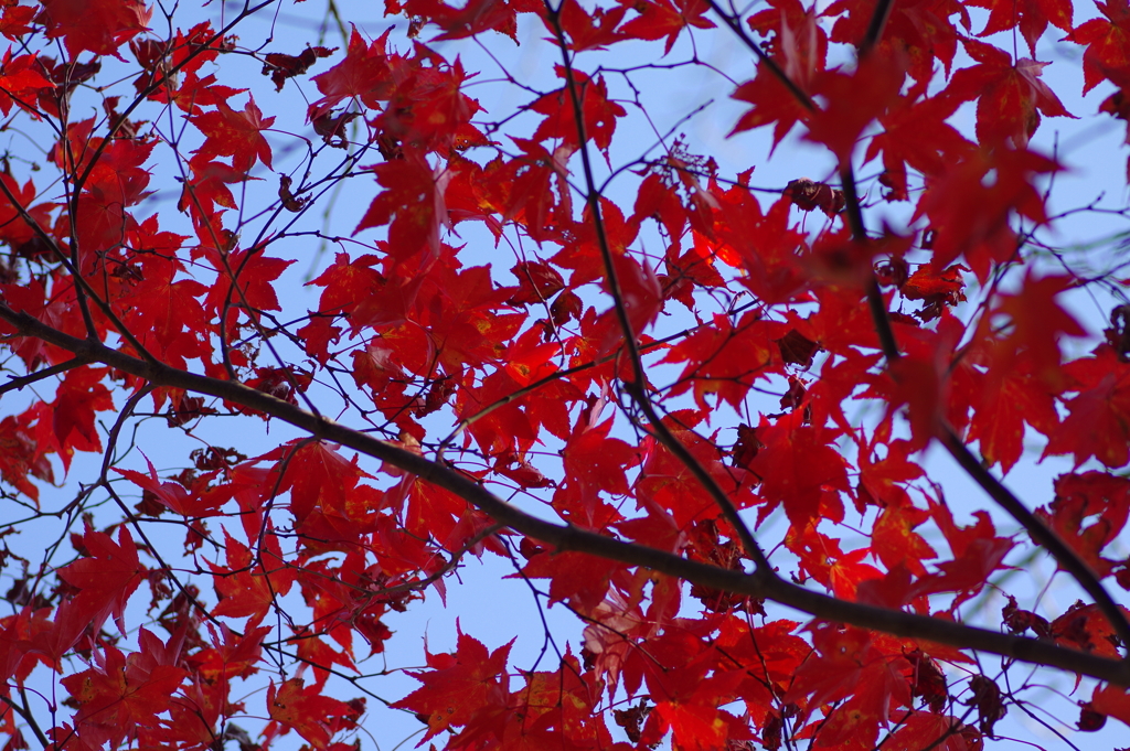 伊藤公記念公園の紅葉