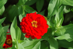 やまぐちフラワーランド