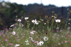 仕事帰りに 仕事帰りに