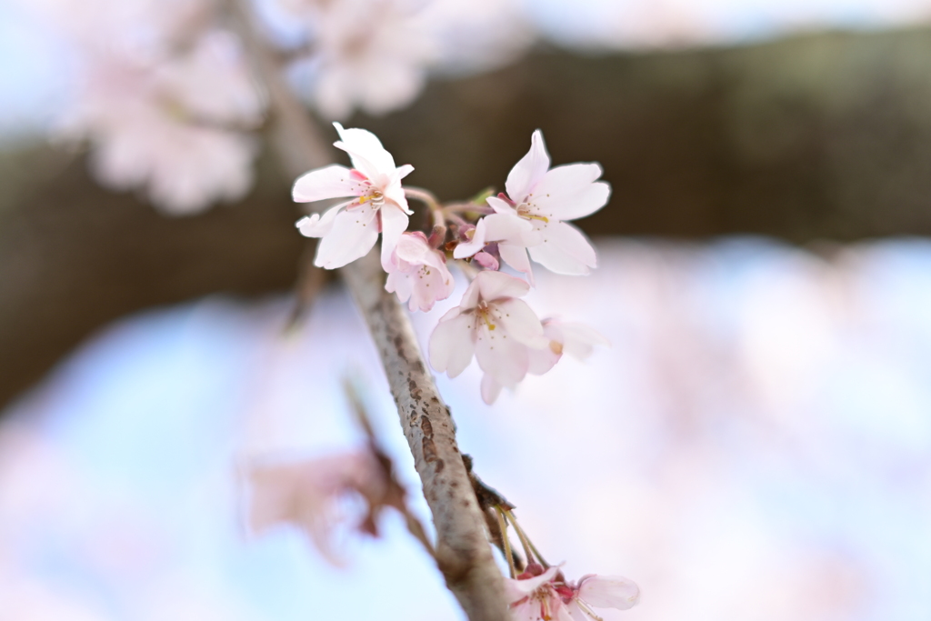 親子で花見散歩