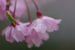 雨上がり一人でお花見