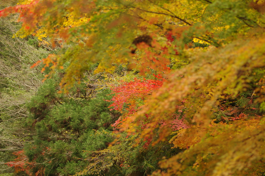 紅葉狩り２０２１