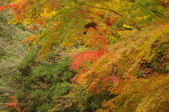 紅葉狩り２０２１