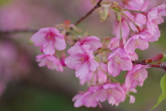 家族で河津桜