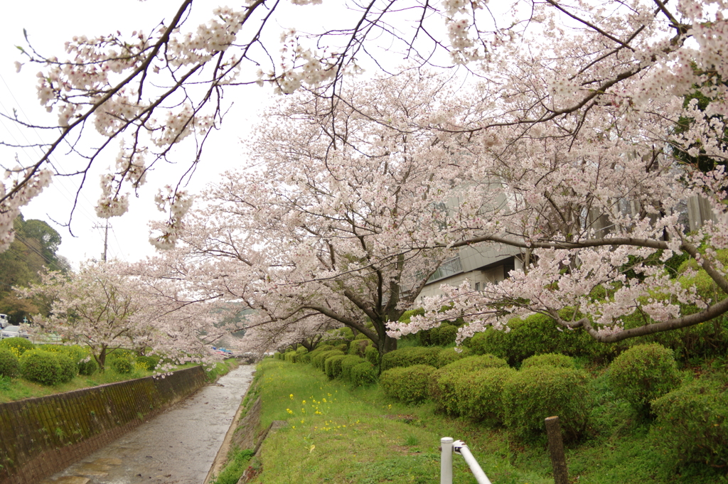 雨上がりお花見2021