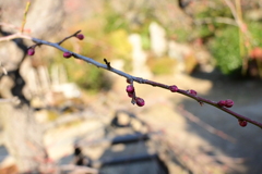 冠梅園