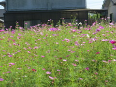 コンデジでカメラ練習中