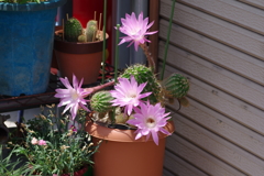 第２次サボテン花