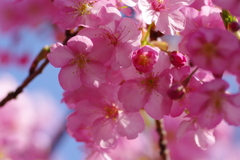 河津桜2021