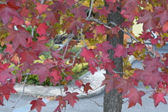 初めての一眼と紅葉W