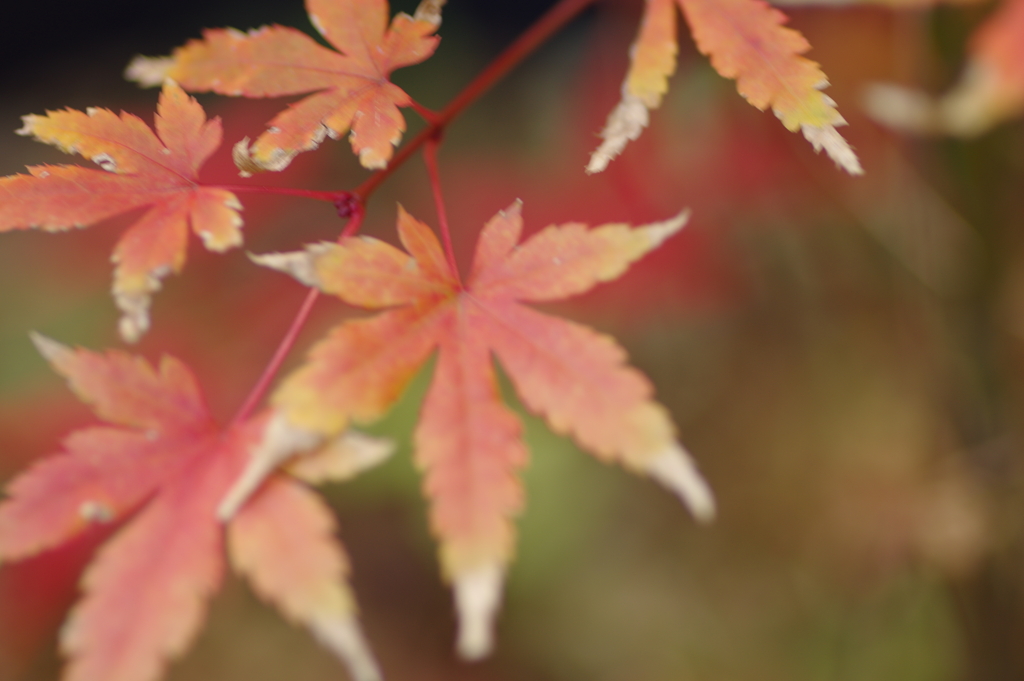 実家庭の紅葉