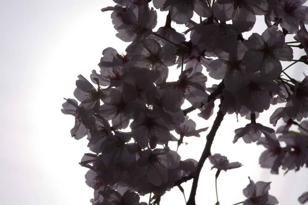 続花見は写真で