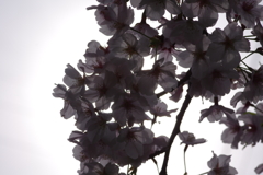 続花見は写真で