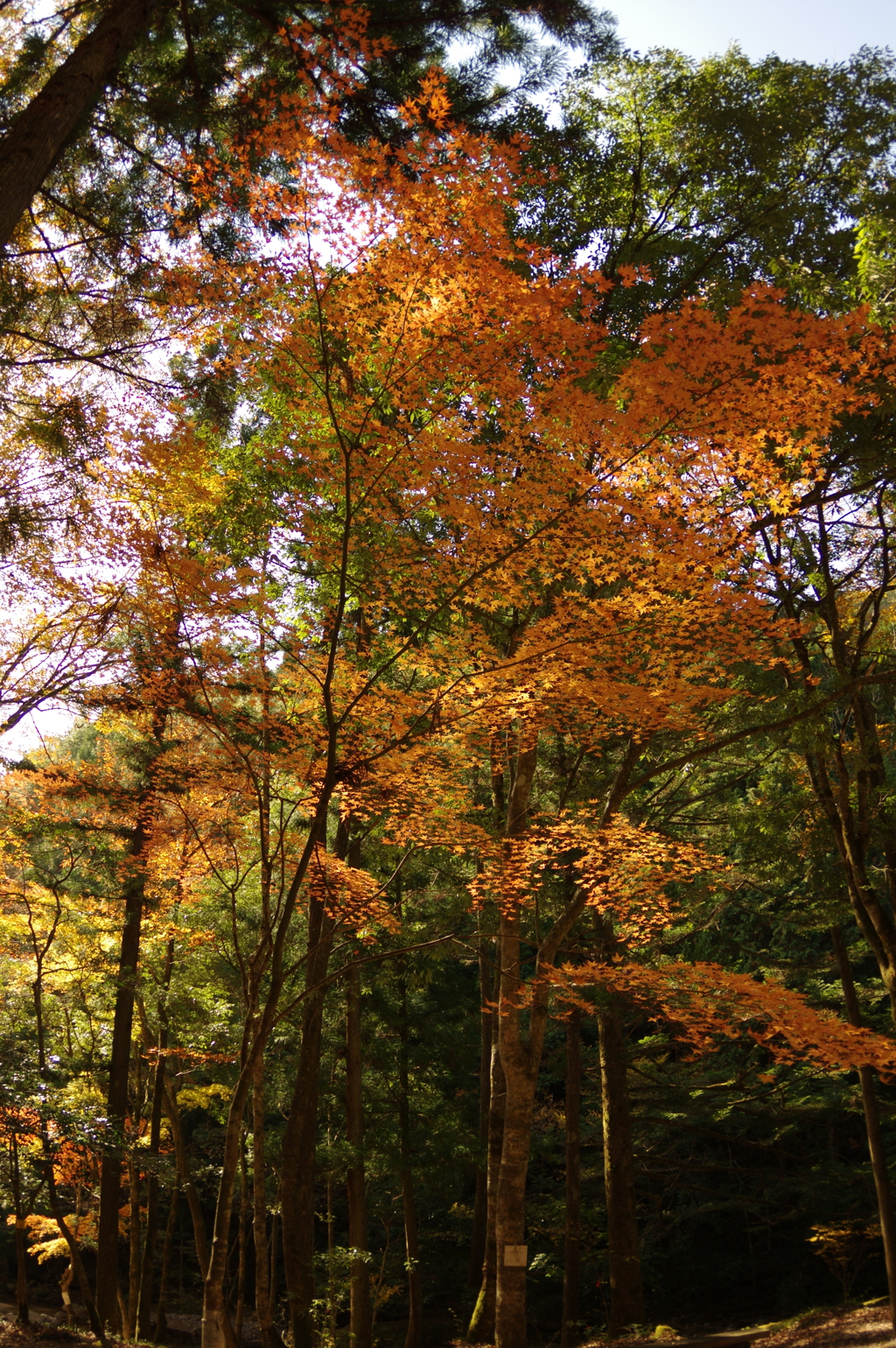 紅葉狩り