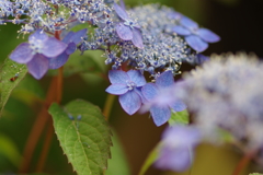 続庭紫陽花